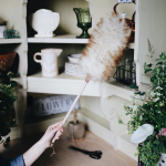 Chổi vệ sinh bụi lông cừu cao cấp siêu mềm Maxshine 100% Lambswool Detailing Duster 60cm 704605